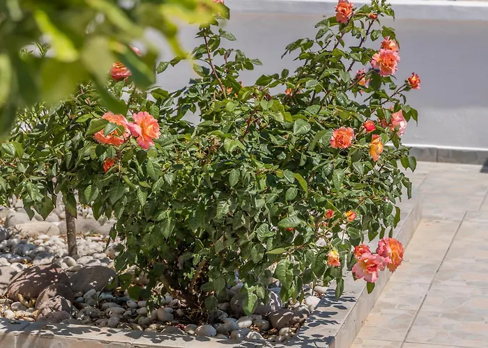 Miloessa Apartmán *