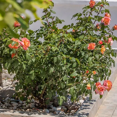 Miloessa Apartment *